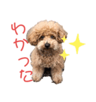愛犬うにちゃん（個別スタンプ：27）
