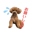愛犬うにちゃん（個別スタンプ：28）