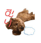 愛犬うにちゃん（個別スタンプ：29）