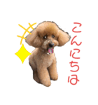 愛犬うにちゃん（個別スタンプ：30）