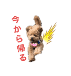 愛犬うにちゃん（個別スタンプ：32）