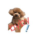 愛犬うにちゃん（個別スタンプ：33）