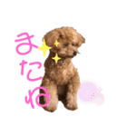愛犬うにちゃん（個別スタンプ：34）