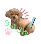 愛犬うにちゃん（個別スタンプ：35）