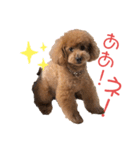 愛犬うにちゃん（個別スタンプ：36）