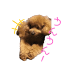 愛犬うにちゃん（個別スタンプ：37）