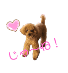 愛犬うにちゃん（個別スタンプ：38）