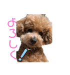 愛犬うにちゃん（個別スタンプ：39）