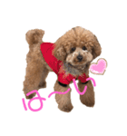 愛犬うにちゃん（個別スタンプ：40）