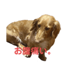 小春さん☻（個別スタンプ：7）