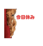 小春さん☻（個別スタンプ：11）
