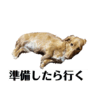 小春さん☻（個別スタンプ：15）