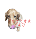 小春さん☻（個別スタンプ：16）