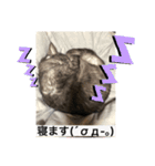 玉無トラコの日常1（個別スタンプ：4）