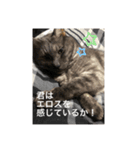 玉無トラコの日常1（個別スタンプ：6）