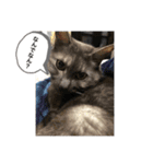 玉無トラコの日常1（個別スタンプ：7）