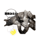 玉無トラコの日常1（個別スタンプ：9）