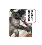玉無トラコの日常1（個別スタンプ：10）