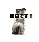 玉無トラコの日常1（個別スタンプ：12）