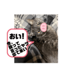 玉無トラコの日常1（個別スタンプ：16）
