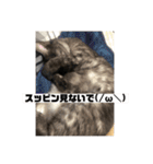 玉無トラコの日常1（個別スタンプ：17）
