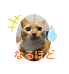 トラちゃんの写真スタンプ（個別スタンプ：10）