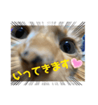トラちゃんの写真スタンプ（個別スタンプ：18）