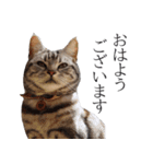 日常で使えるゆきちゃんスタンプ(敬語ver.)（個別スタンプ：1）
