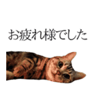 日常で使えるゆきちゃんスタンプ(敬語ver.)（個別スタンプ：4）