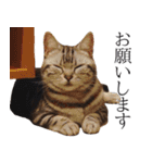 日常で使えるゆきちゃんスタンプ(敬語ver.)（個別スタンプ：5）