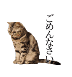 日常で使えるゆきちゃんスタンプ(敬語ver.)（個別スタンプ：6）