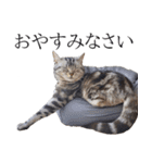日常で使えるゆきちゃんスタンプ(敬語ver.)（個別スタンプ：7）