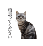 日常で使えるゆきちゃんスタンプ(敬語ver.)（個別スタンプ：8）
