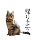 日常で使えるゆきちゃんスタンプ(敬語ver.)（個別スタンプ：9）