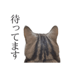 日常で使えるゆきちゃんスタンプ(敬語ver.)（個別スタンプ：10）