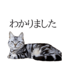 日常で使えるゆきちゃんスタンプ(敬語ver.)（個別スタンプ：11）
