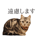 日常で使えるゆきちゃんスタンプ(敬語ver.)（個別スタンプ：12）