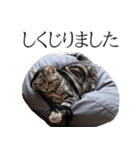 日常で使えるゆきちゃんスタンプ(敬語ver.)（個別スタンプ：14）