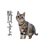 日常で使えるゆきちゃんスタンプ(敬語ver.)（個別スタンプ：15）