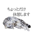 日常で使えるゆきちゃんスタンプ(敬語ver.)（個別スタンプ：16）