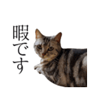 日常で使えるゆきちゃんスタンプ(敬語ver.)（個別スタンプ：22）