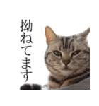 日常で使えるゆきちゃんスタンプ(敬語ver.)（個別スタンプ：26）