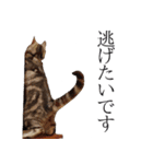日常で使えるゆきちゃんスタンプ(敬語ver.)（個別スタンプ：28）