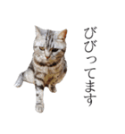 日常で使えるゆきちゃんスタンプ(敬語ver.)（個別スタンプ：29）