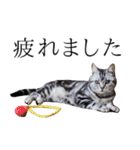 日常で使えるゆきちゃんスタンプ(敬語ver.)（個別スタンプ：33）