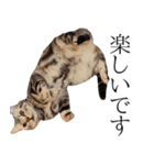 日常で使えるゆきちゃんスタンプ(敬語ver.)（個別スタンプ：36）