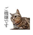 日常で使えるゆきちゃんスタンプ(敬語ver.)（個別スタンプ：37）