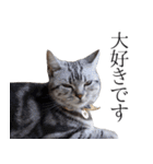 日常で使えるゆきちゃんスタンプ(敬語ver.)（個別スタンプ：39）