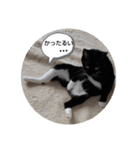 にゃんこにゃ！（個別スタンプ：1）