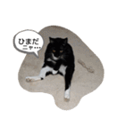 にゃんこにゃ！（個別スタンプ：3）